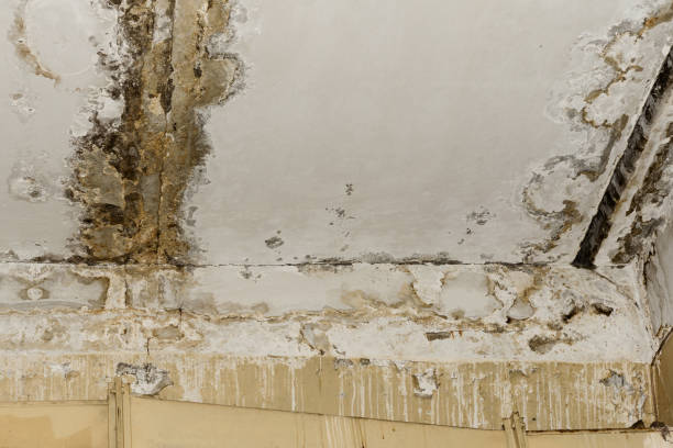 Best Mold Odor Removal Services  in USA